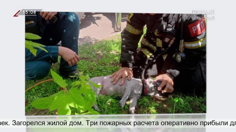 В Алексине пожарные спасли собаку из огня (Телеканал Первый Тульский)